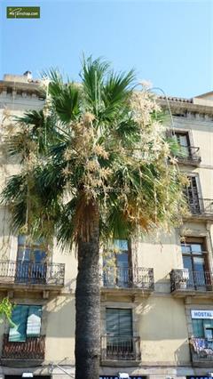 نخل گوآدالوپ